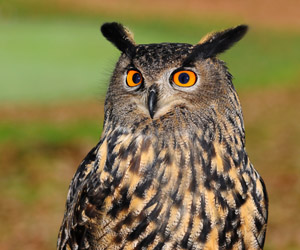 Шар шувуу (Эгэл шаршувуу)